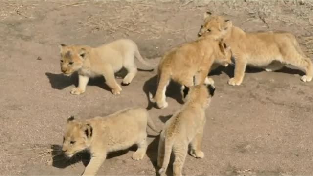 Baby lion cubs catting with mom