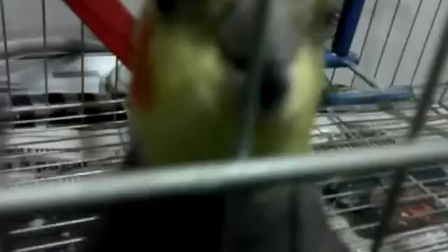 Cockatiel singing the anthem of Flamengo