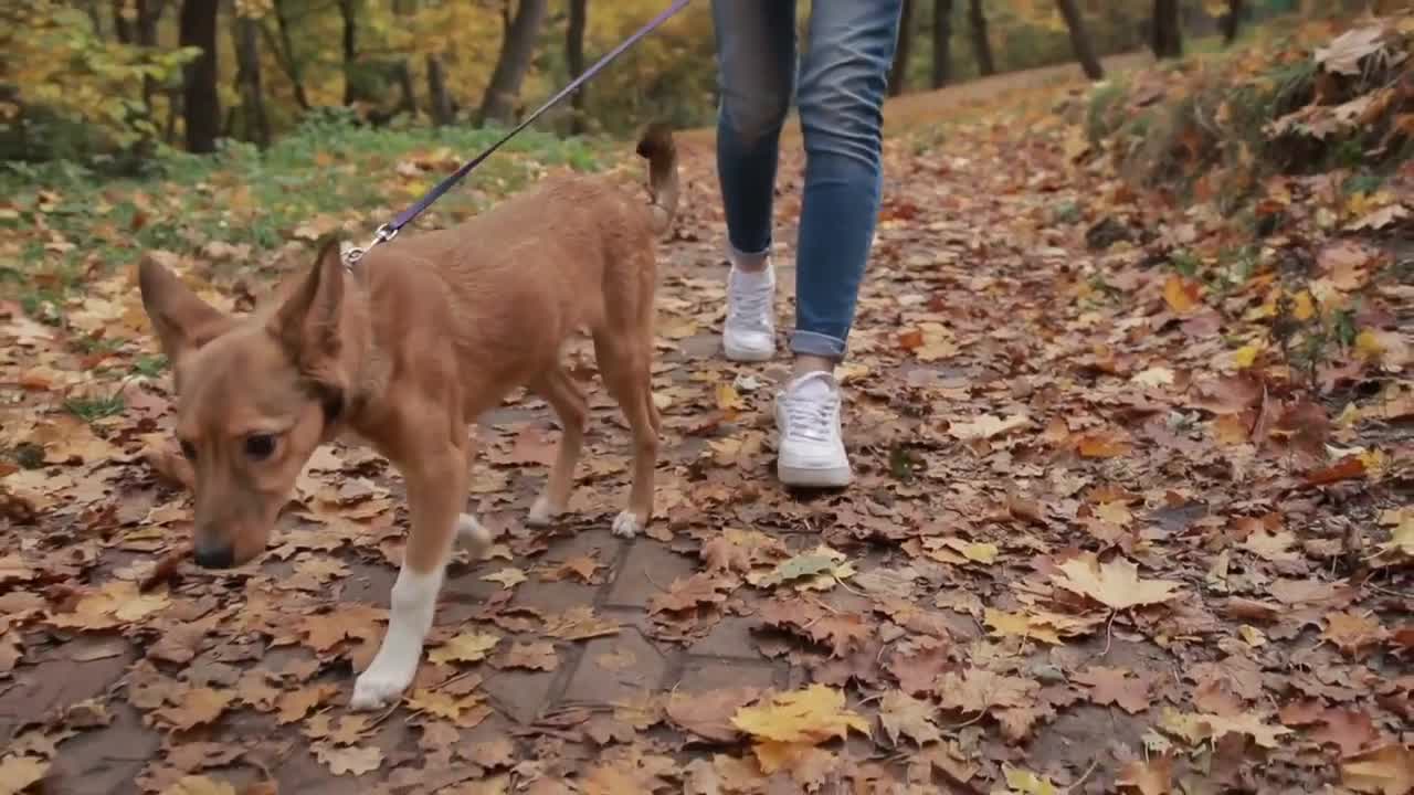 BASIC DOG TRAINING ESSENTIALS