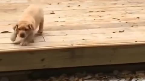 Cute puppy is try to jump