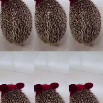 Lovely hedgehog