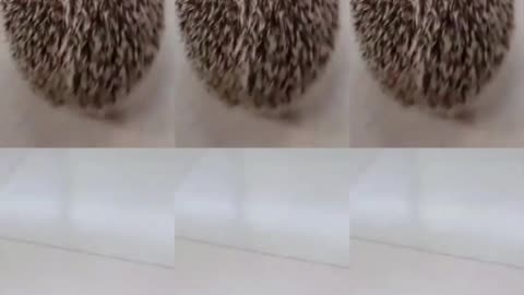 Lovely hedgehog