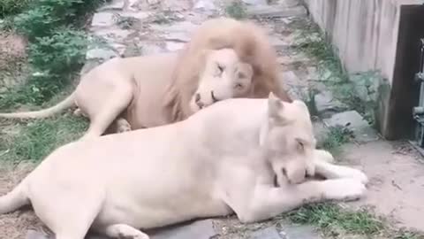 A big lion and a dog.