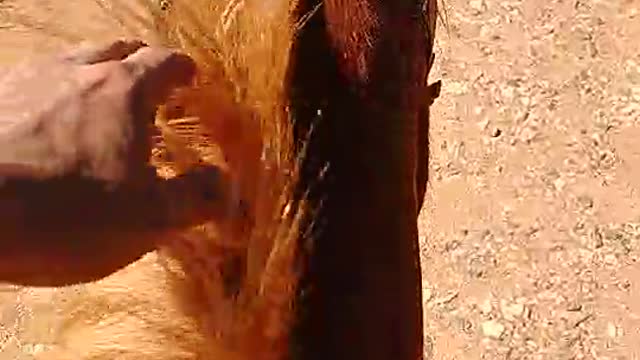 My Farm and Pets