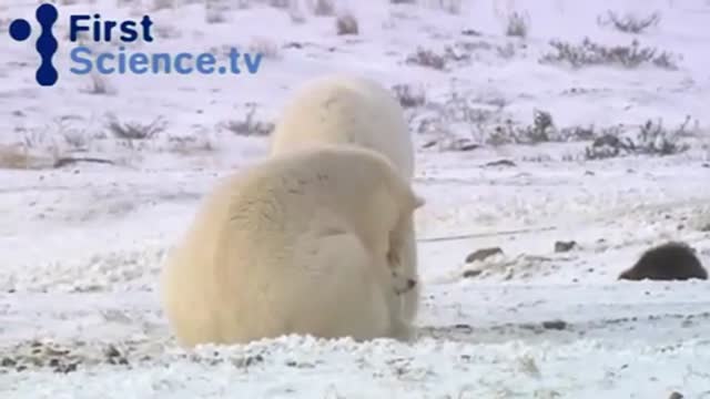 Polar bears and Huskies playing