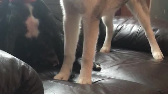 Husky pup vs staffy