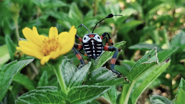 A black, white and orange bug near to a flower