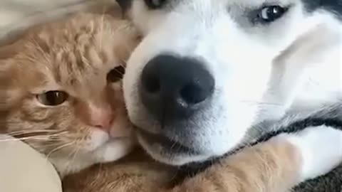 Cat 🐈and dog 🐕 Friend ship