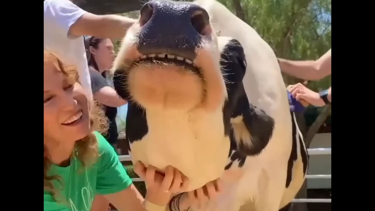 Adorable cow video that went viral 😍