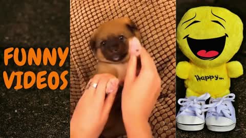 FUNNY ANIMAL VIDEO COMPILATION #21