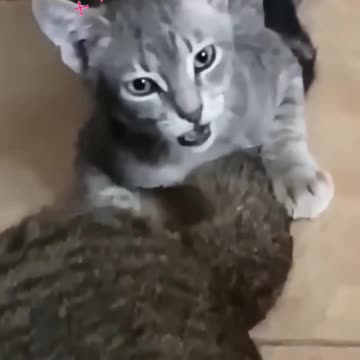 Fanny cat videos and cute cat videos