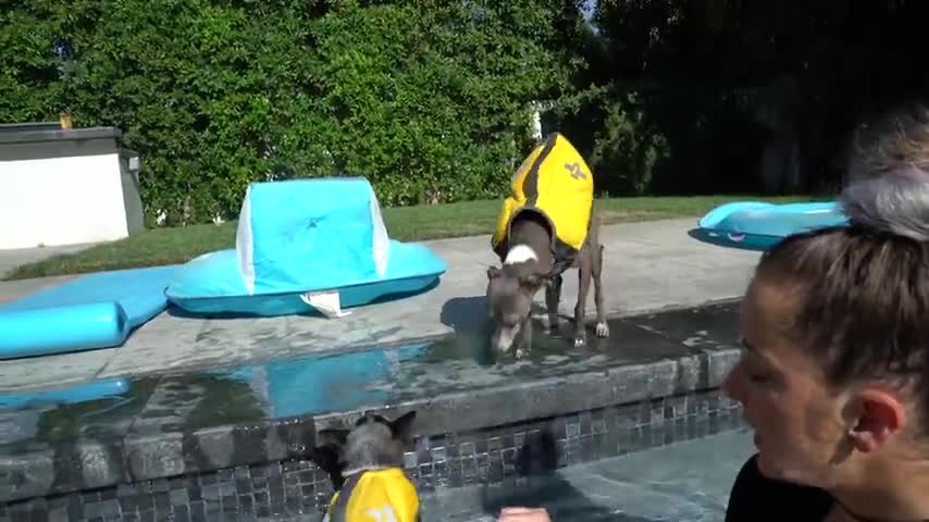 Teaching Dog How To Swim Into Pool Easily