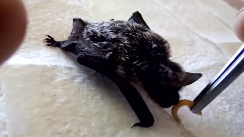 Feeding the bat from human hands