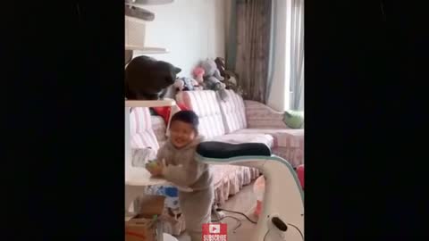 Funny cats short compilation - try not to laugh