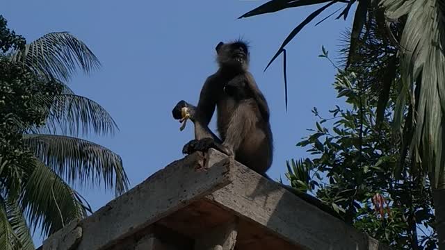 A very beautiful monkey