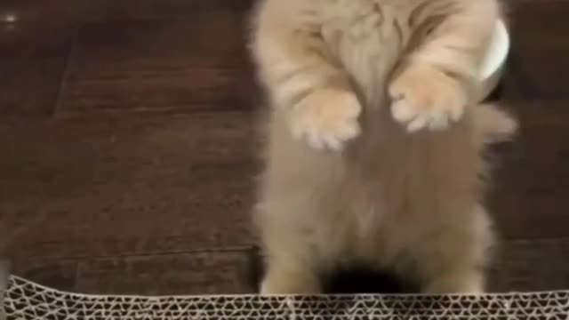 cute cat memes video |funny cat videos | funny animal videos