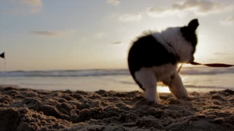 The dog wants to get free of his rope and enjoy the sand