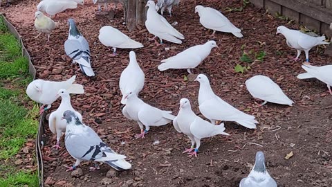 Vouta pigeons Tom