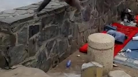 #funny monkey took the bag and run