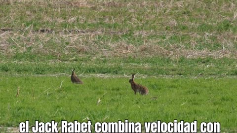 Liebre Americana - Jackrabbit