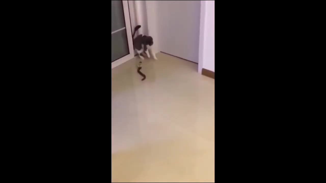 Funny Cat video😂🤣😍