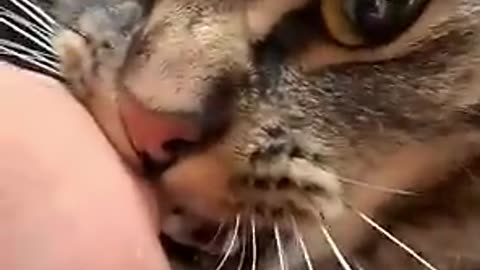 This why cats bite their owners