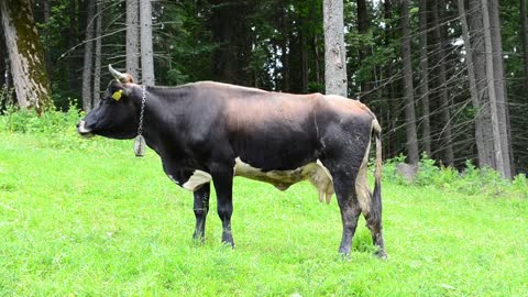 Cow on a mountain field