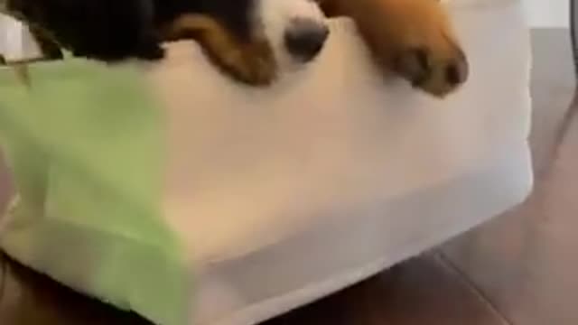 cachorro brincando com sua caminha