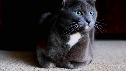 Adorable Cats - Most Beautiful Cats In The World