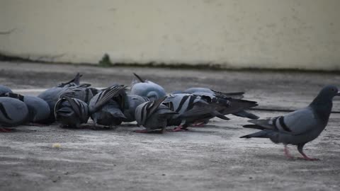 A group of pegions Feeding