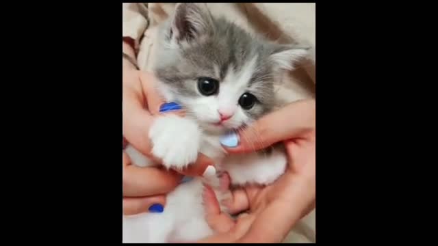 Playing With Cute Gray Cat