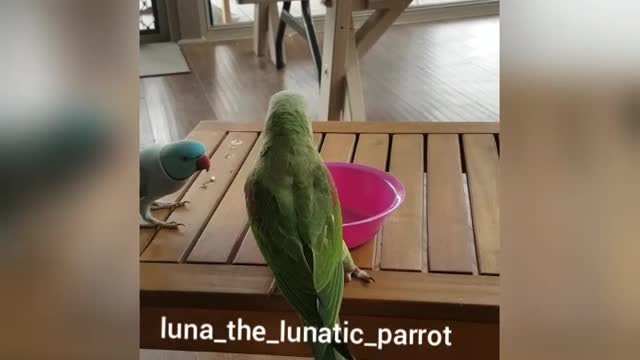 2 little friends and a pink bowl