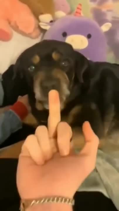 1.So cute and funny dogs #shorts