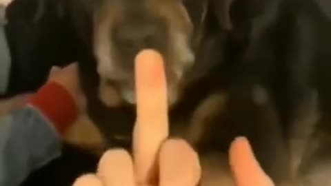 1.So cute and funny dogs #shorts