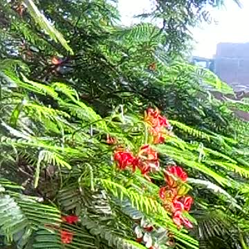 Beautiful morning with green trees and air