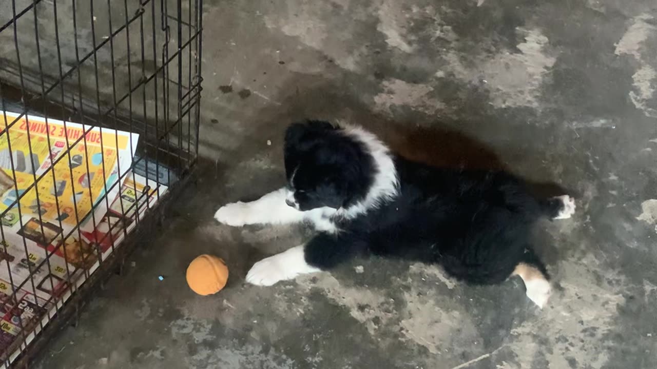 Pet's ball