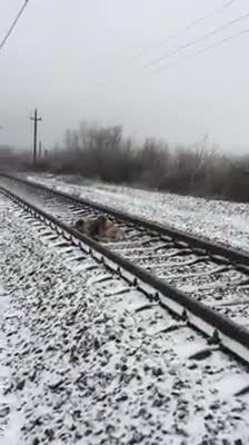 Un perro protege a su compañera lastimada antes de que un tren los pasara por encima