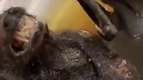 Funny animals bat video #viral #shorts #trending