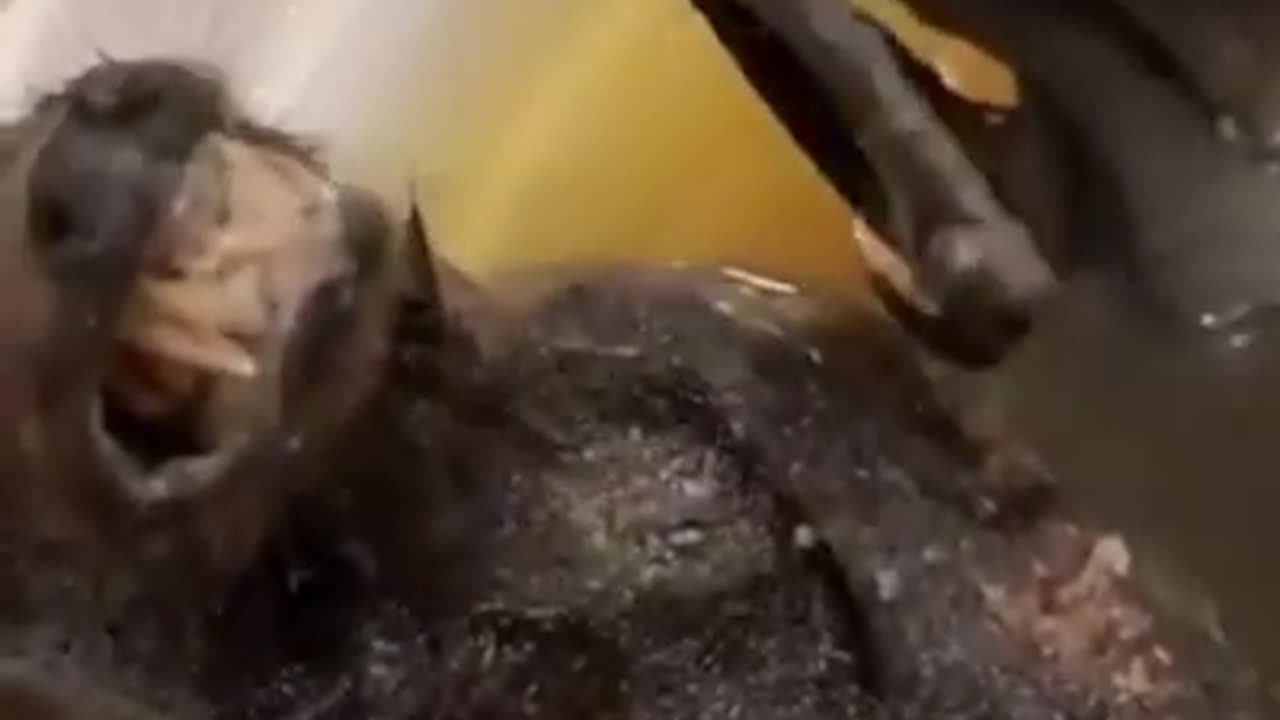 Funny animals bat video #viral #shorts #trending