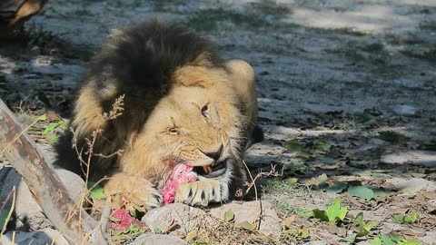 Lion eating meat in the zoo