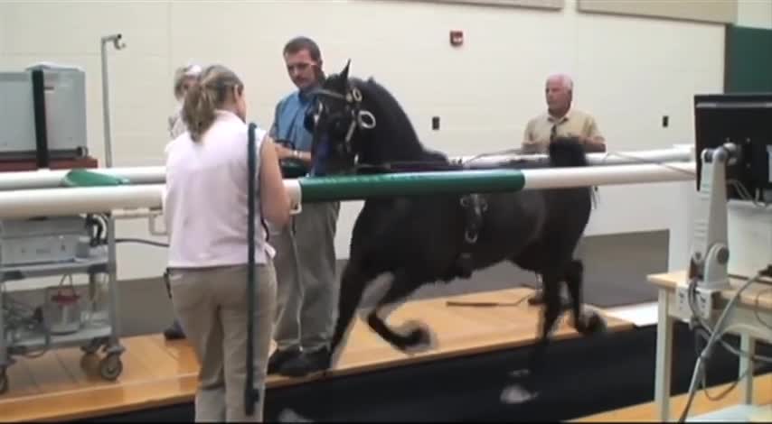 Performing Treadmill Endoscopy at Rood & Riddle