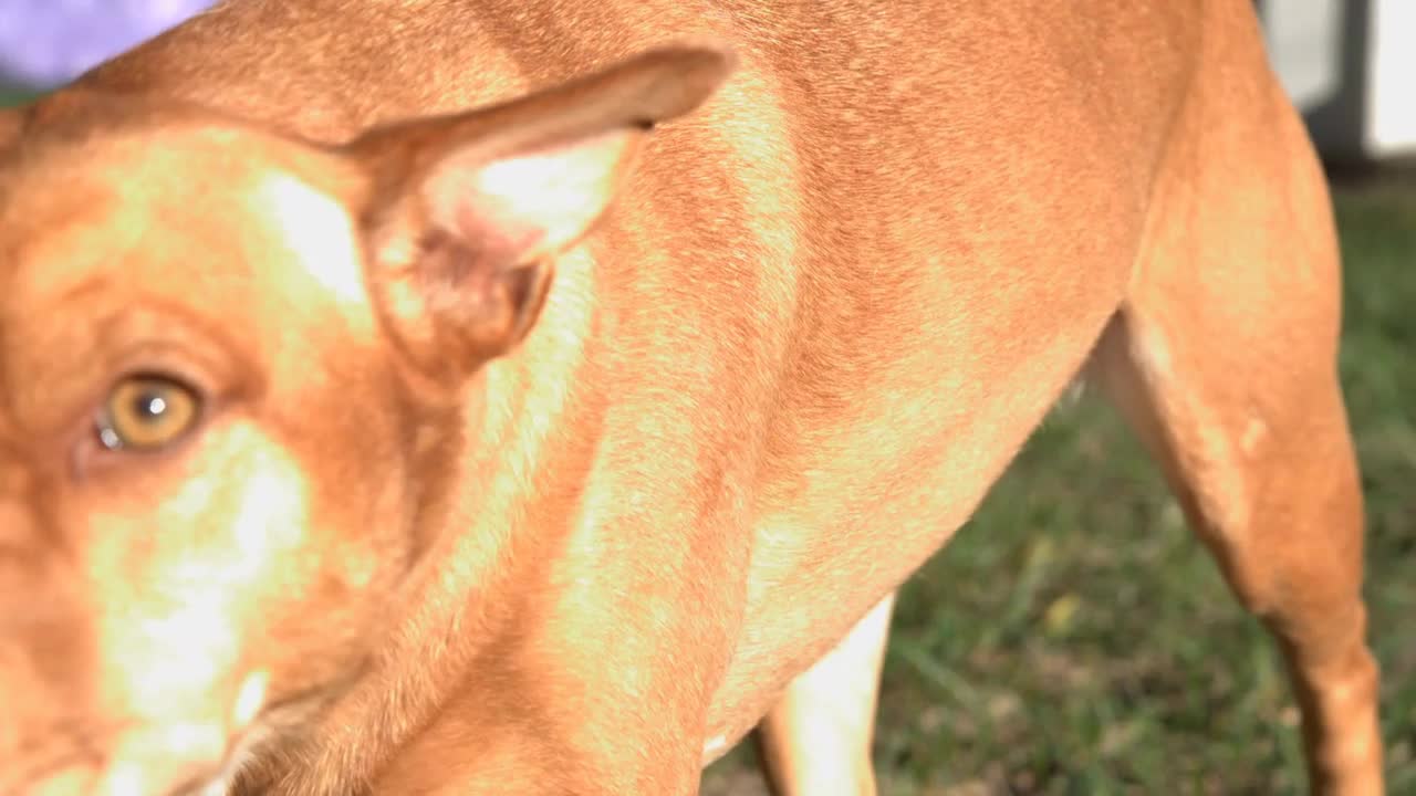 Dog walking by camera slow motion