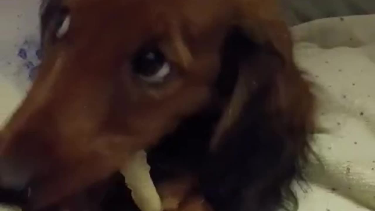 The wonderful Dachsund with a bone! 🐶🐕🍖🐕‍🦺🐩