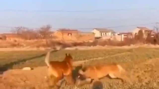 Cute Funny animal video Must enjoy it😂😂