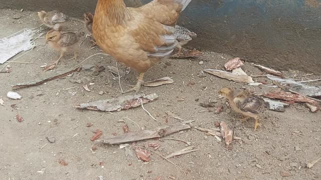 chicks-following-mother-hen