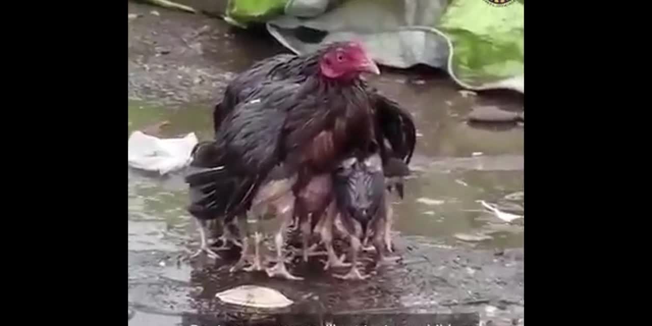 The chicken hides its birds from the rain