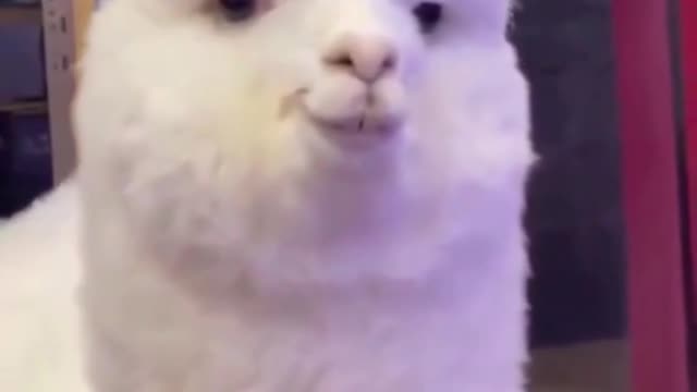 Look at the wink!