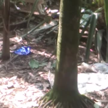 Hen Funny videos|Lovely Cat videos Cow and Hen