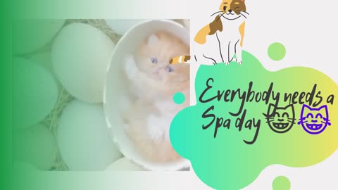 Cat Born From an Egg 😸