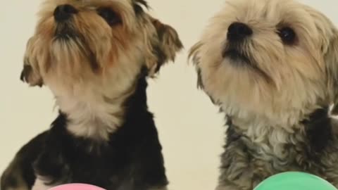 Baby dog 🐕#cute puppy barking #4kviral #shorts